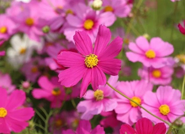 美丽的波斯菊花卉 — 图库照片