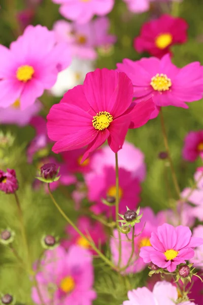 Bellissimo fiore del cosmo — Foto Stock