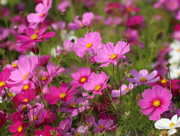 Güzel cosmos çiçek — Stok fotoğraf