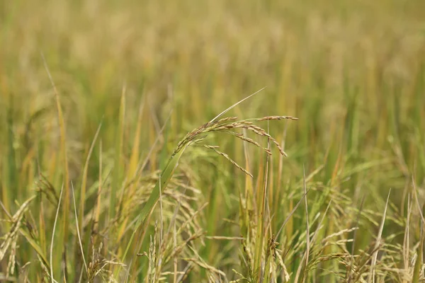 Ladang padi — Stok Foto
