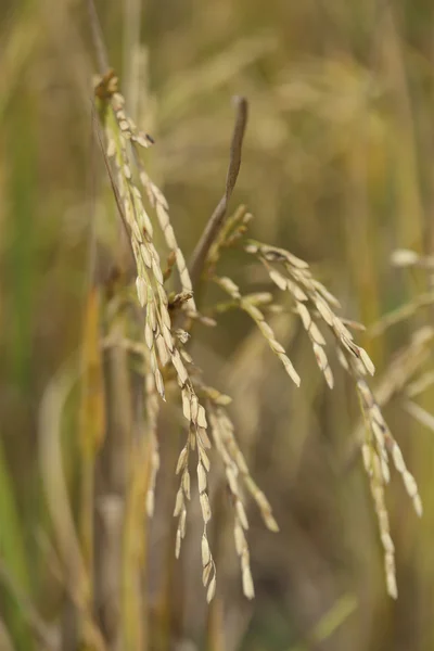 Campo de arroz con arroz — Foto de Stock