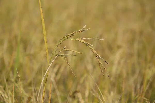 Paddy rice field — Stock Photo, Image