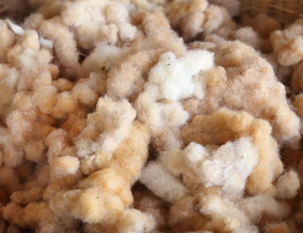 Algodón prepararse para hacer hilo de algodón — Foto de Stock