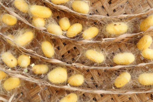 Group of silk worm cocoons nests — Stock Photo, Image