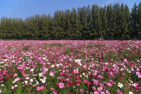 Bellissimo cosmo fiore in campo — Foto Stock