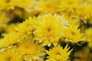 Sarı kasımpatı çiçekleri