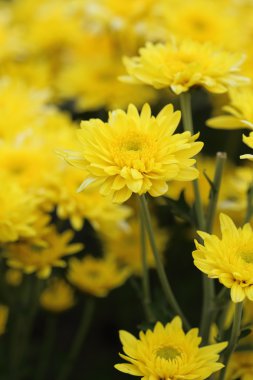 Sarı kasımpatı çiçekleri