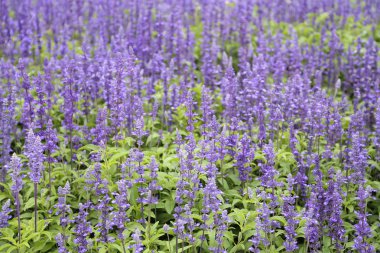 bahçede büyüyen lavanta