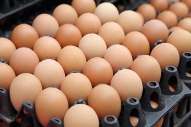 Marketten yumurta tepsiler