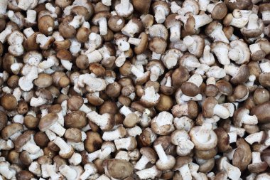 taze shiitake mantar