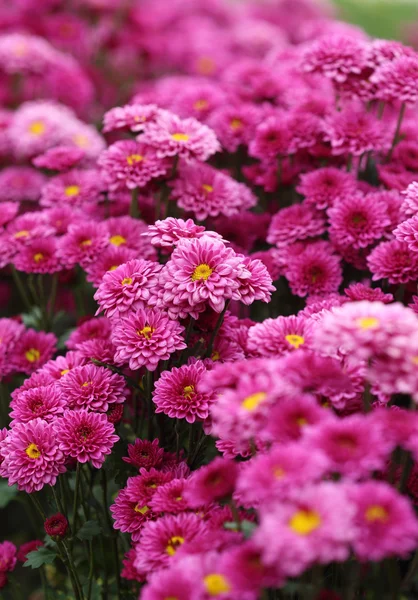 Flores de crisântemos — Fotografia de Stock