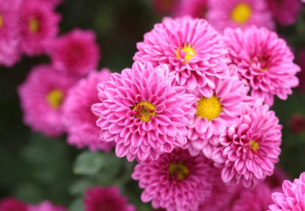 Chrysanthemums flowers — Stock Photo, Image