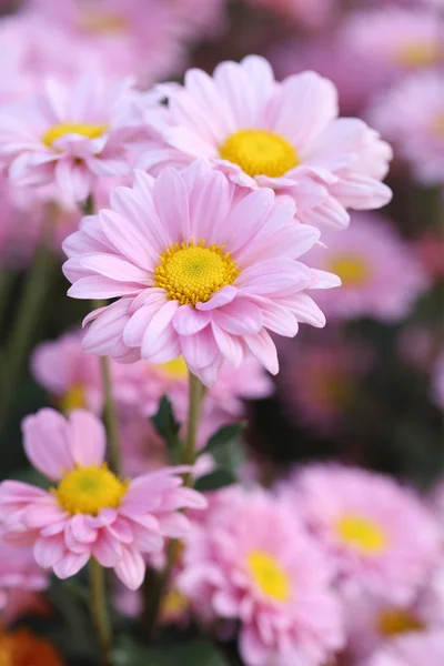 Chrysanthemums flowers — Stock Photo, Image