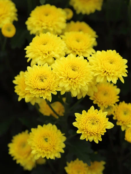 Flores de crisantemos amarillos —  Fotos de Stock