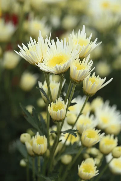 Chrysanthemums flowers — Stock Photo, Image