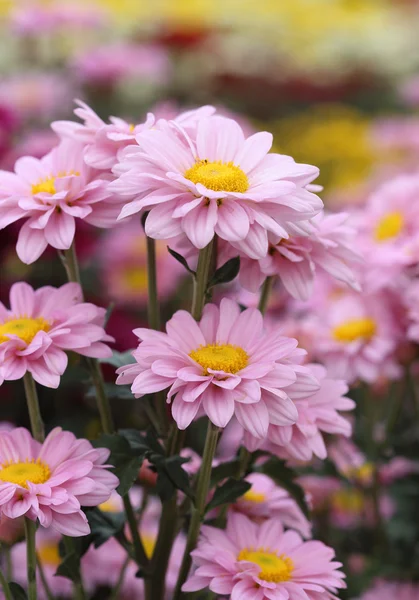 Flores de crisântemos — Fotografia de Stock