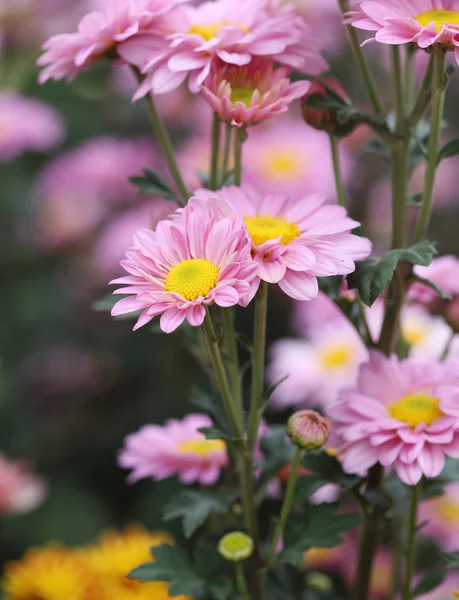 Fiori di crisantemi — Foto Stock