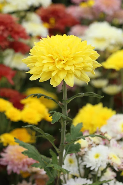 Gelbe Chrysanthemen blühen — Stockfoto