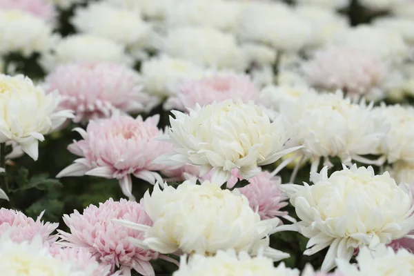 Krysantemum blommor — Stockfoto