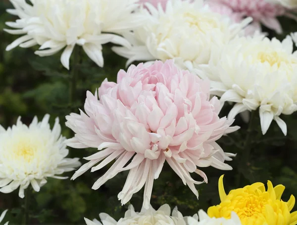 Chrysanthemen blühen — Stockfoto