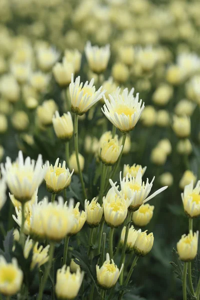 Flores de crisântemos — Fotografia de Stock