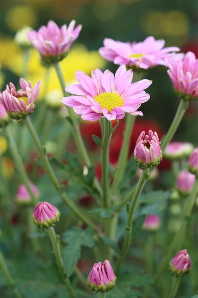 Chrysanthemen blühen — Stockfoto