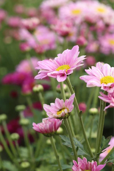 Chrysanthemums flowers — Stock Photo, Image