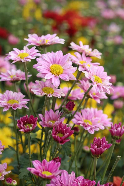 Kwiaty chryzantemy — Zdjęcie stockowe