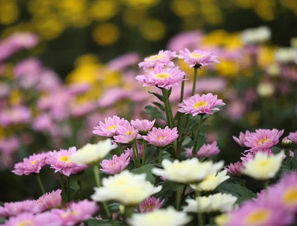 Цветы Хризантемы — стоковое фото