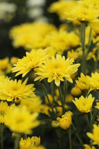 Fiori di crisantemi gialli — Foto Stock