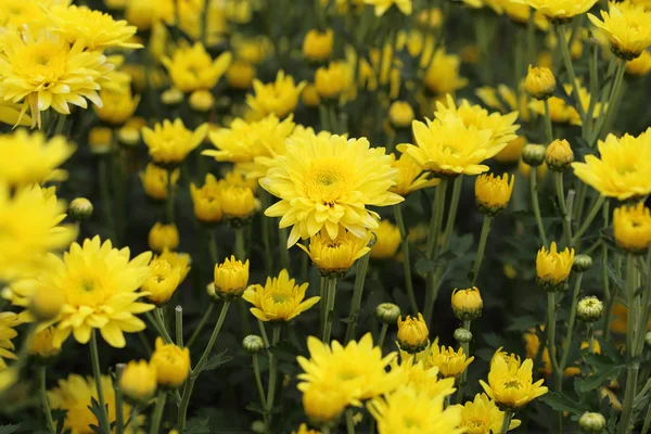 Flores amarelas dos crisântemos — Fotografia de Stock