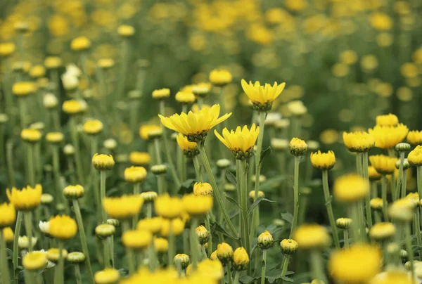 Crisantemi gialli fiori in giardino — Foto Stock