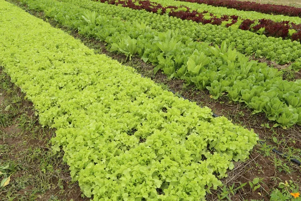 Fresh lettuce plants — Stock Photo, Image