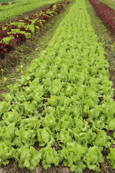 Fresh lettuce plants — Stock Photo, Image