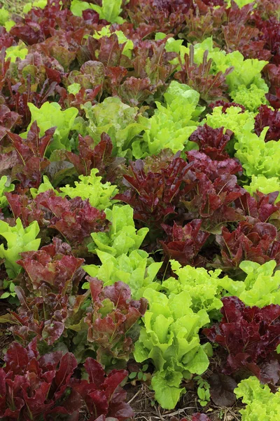 Lettuce plant in field — Stock Photo, Image
