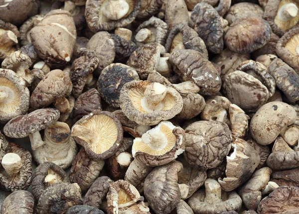 Champiñones shiitake secos —  Fotos de Stock
