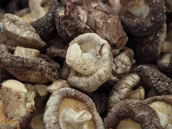 Gedroogd shiitake champignons — Stockfoto