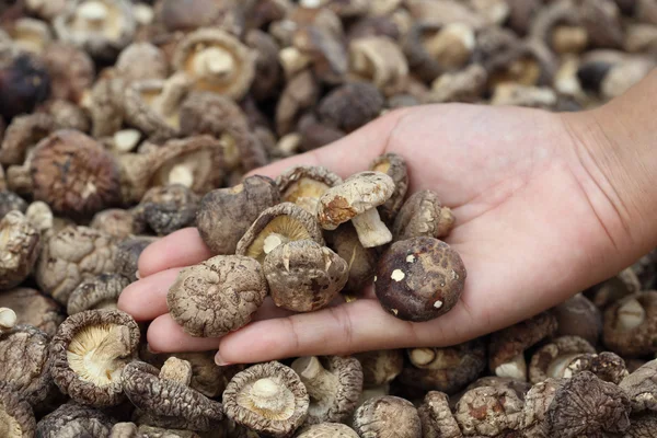 Mão com cogumelos Shiitake secos — Fotografia de Stock