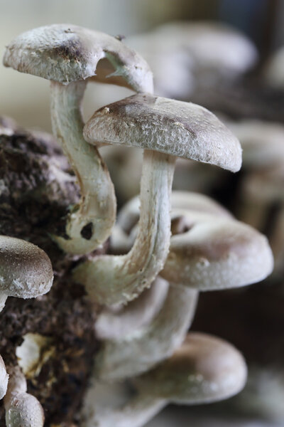 Shiitake mushrooms