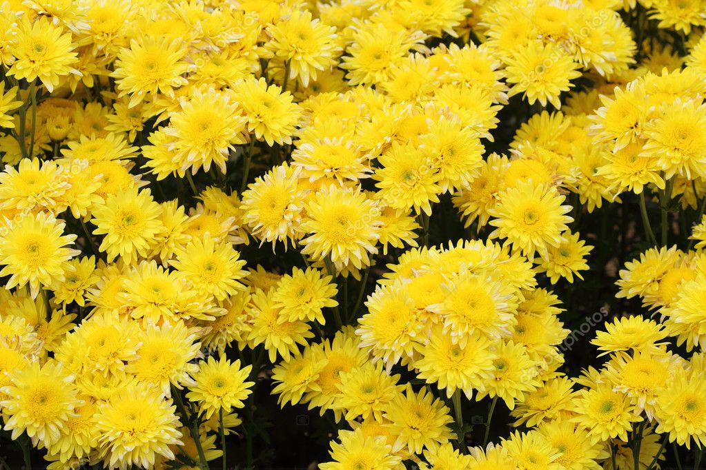 yellow chrysanthemums flowers — Stock Photo © geargodz 44001941