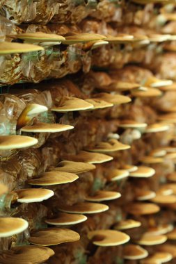 Reishi mantar