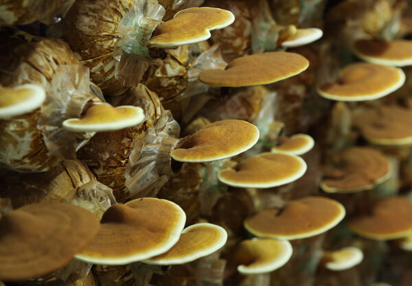 Грибы Линчжи
