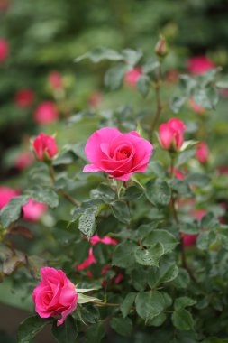 kırmızı gül çiçek bitki