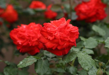 kırmızı gül çiçek bitki