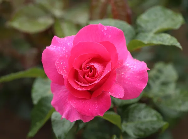 Rosa rosa flor planta — Fotografia de Stock