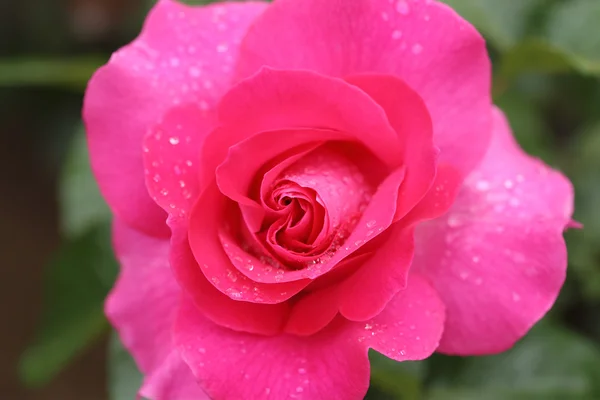 Roślina różowy kwiat róży z kropli wody — Zdjęcie stockowe