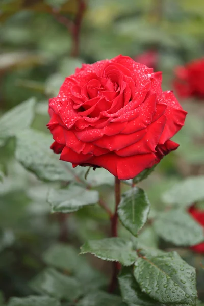 Red rose flower plant — Stock Photo, Image