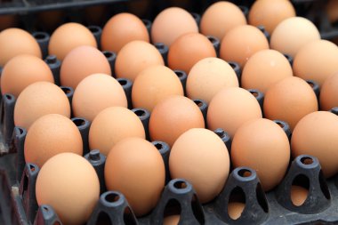 Marketten yumurta tepsiler