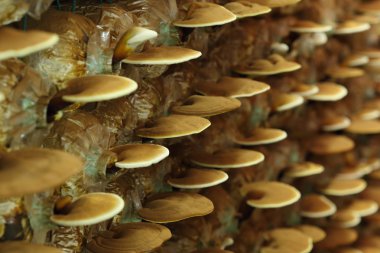Reishi mantar 