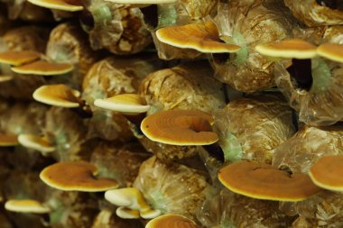 Reishi mantar 
